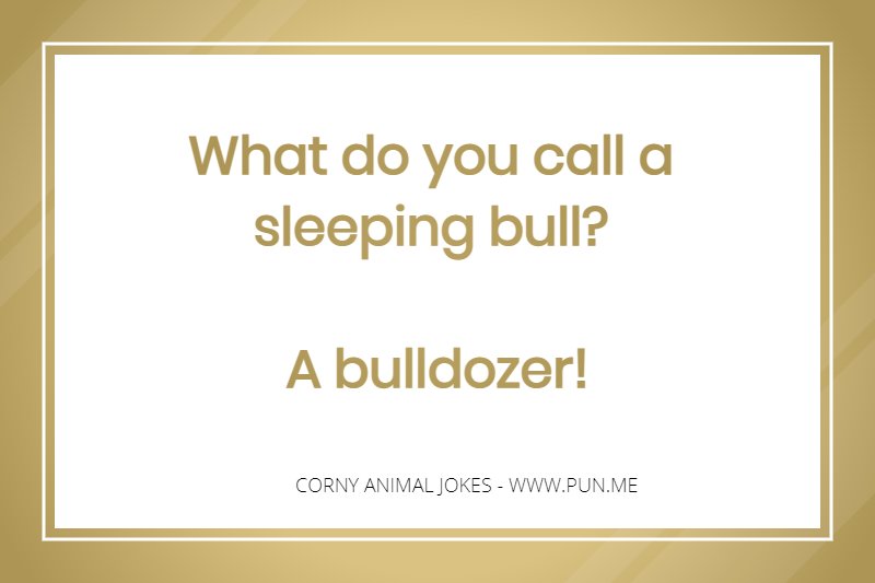 Corny animal joke about a sleeping bull