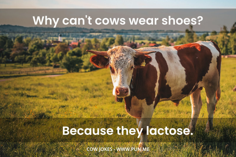 Funny joke about cows wearing shoes