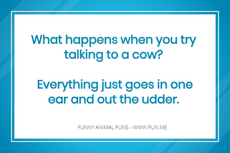 funny cow pun.