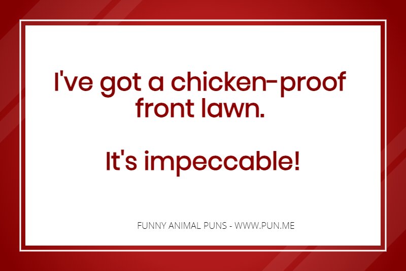 Funny chicken pun