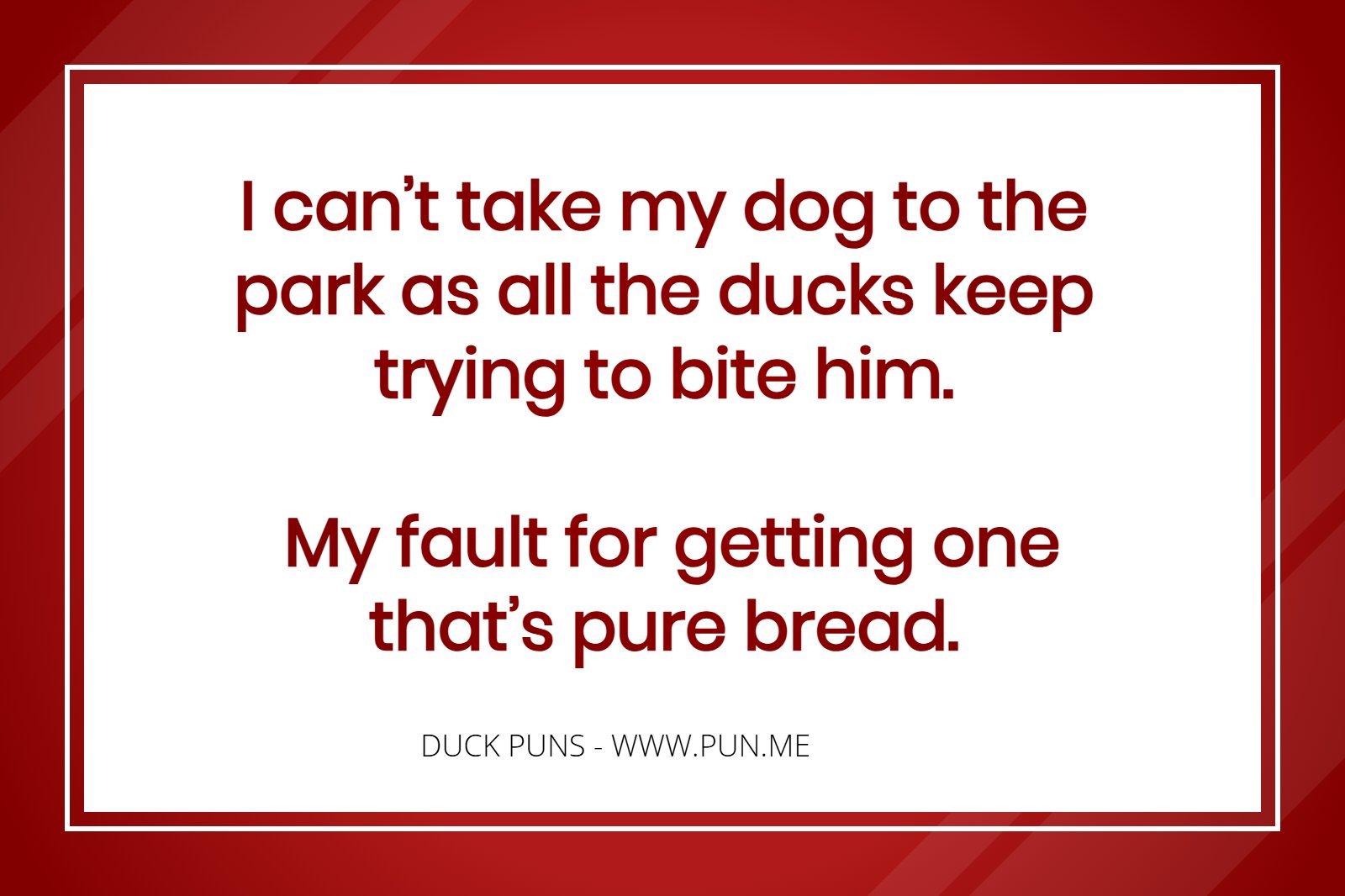 Duck Pun - I can’t take my dog to the park as all the ducks keep trying to bite him. My fault for getting one that’s pure bread.