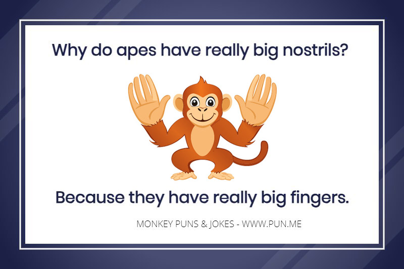 Monkey joke - Why do apes have really big nostrils? Because they have really big fingers.