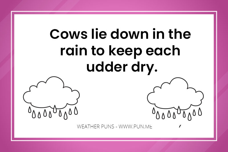 Weather pun about cows