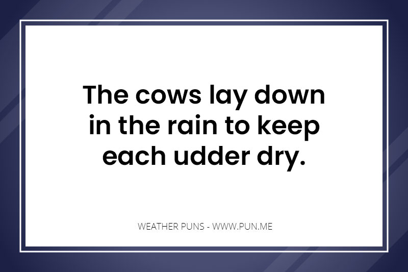 Cows keeping each 'udder dry' - weather pun